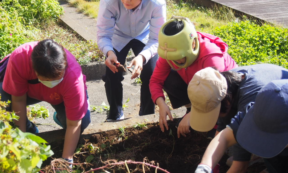 さやま園贅沢な芋ほり7